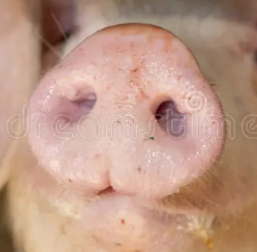 pignose